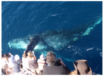Whale Watching Cruise at Newport Beach in California