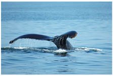 Humpback Whale tail, photo (c) Donna Dailey, https://www.pacific-coast-highway-travel.com/Pacific-Coast-Highway-Wildlife.html