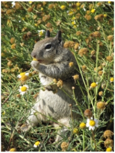 Ground squirrel at La Jolla, California, photo (c) Donna Dailey, https://www.pacific-coast-highway-travel.com/Pacific-Coast-Highway-Wildlife.html