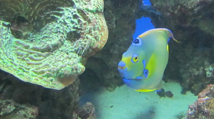 Fish in the Monterey Bay Aquarium on the Pacific Coast Highway in California