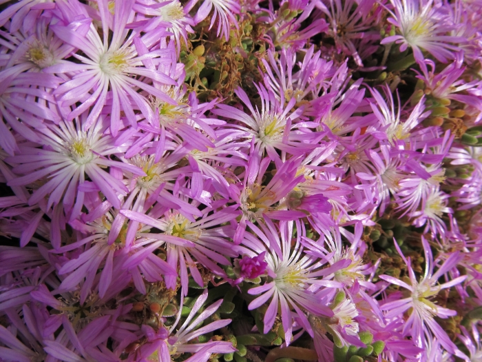 Pink flowers photographed in a hotel garden on the Pacific Coast Highway in California