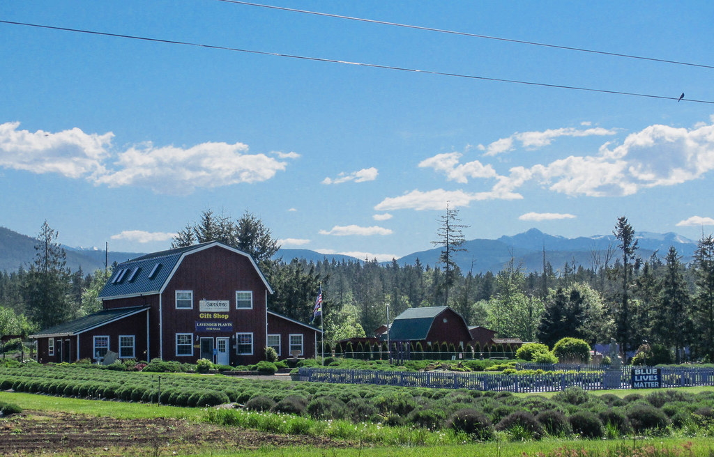 Lavender Farm Near Sequim