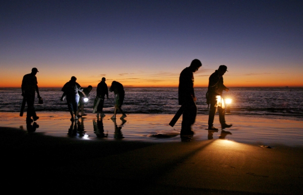 Clam Digging in Long Beach in Washington, maybe the Longest Beach in the USA