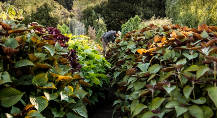 Gardens of the Meadowood Resort in Napa Valley