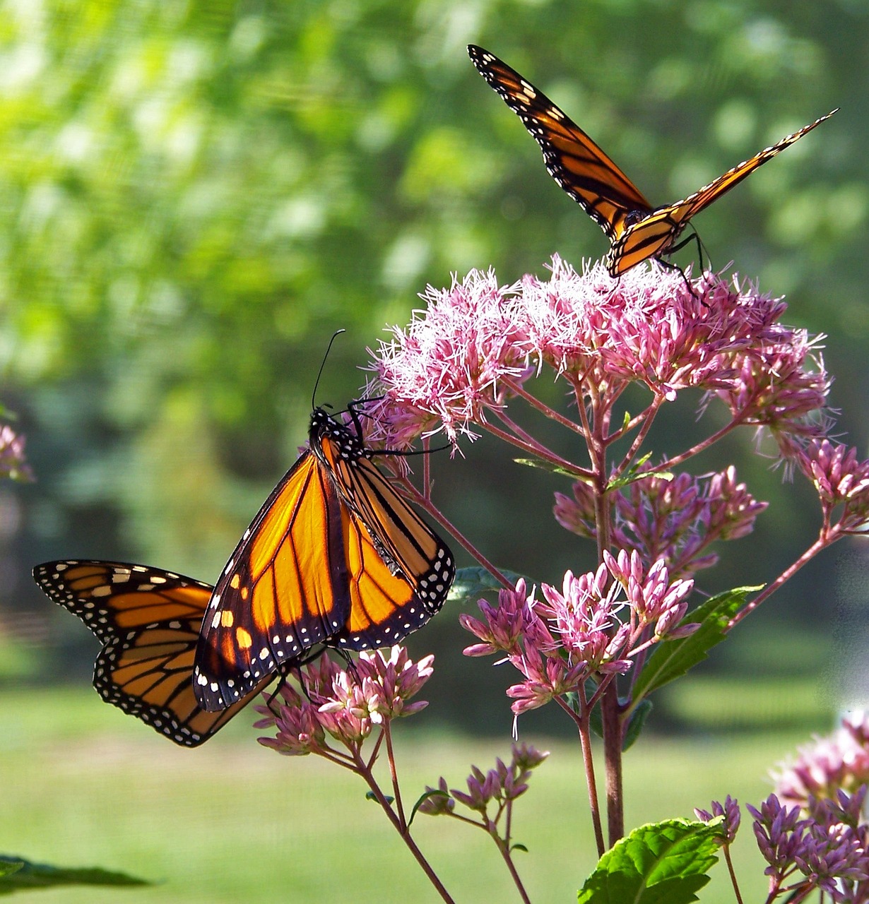 Monarch Butterflies