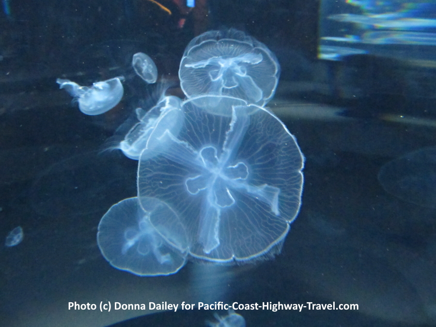 The Jellies Experience jellyfish exhibition is the latest arrival at Monterey Bay Aquarium, one of the top sights along the Pacific Coast Highway in California.