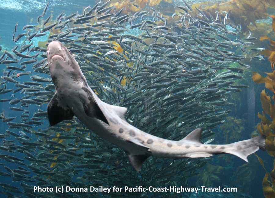 The Monterey Bay Aquarium on Cannery Row is one of the top sights in Monterey and along the whole Pacific Coast Highway.