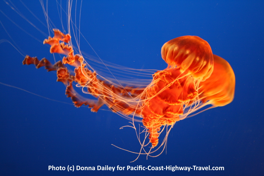 Jellyfish at the Monterey Bay Aquarium