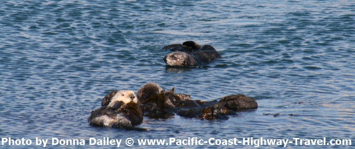 Sea Otters in Morro Bay