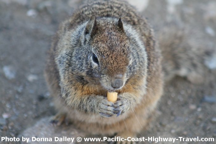 A Ground Squirrel at Morro Bay