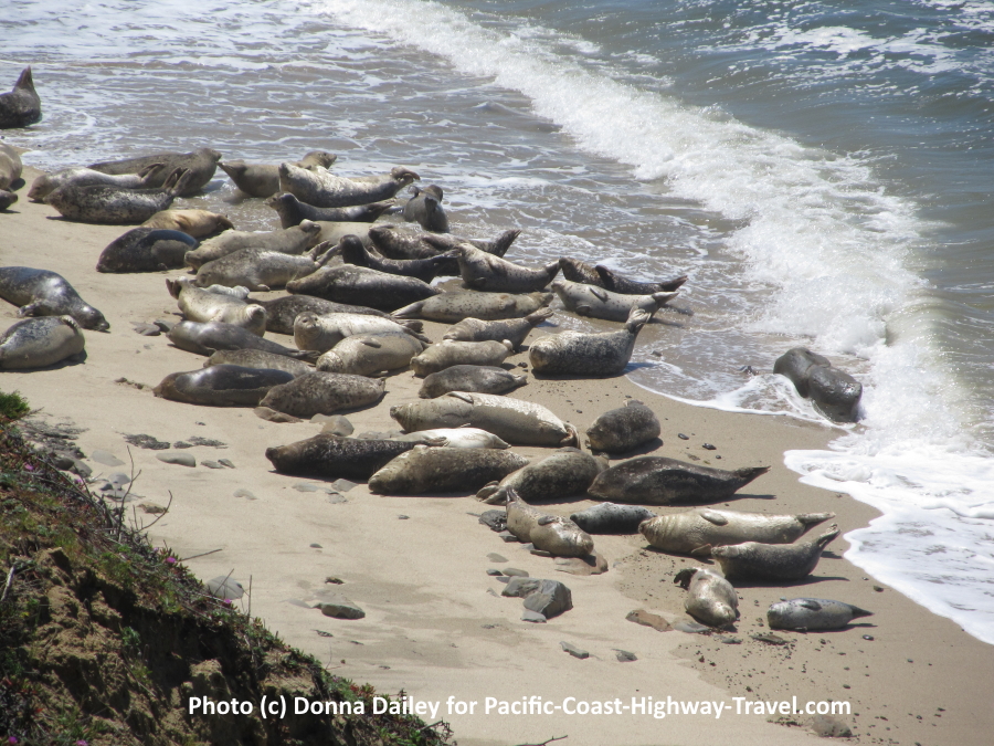 Seals on the beach at Seal Cove in Moss Beach, California