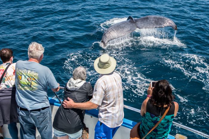 Whale Watching in California