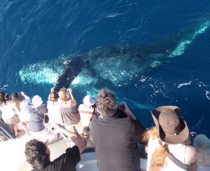 Whale watching in California is one of the most popular things to do along the Pacific Coast Highway, in places like San Diego, San Francisco and many more.