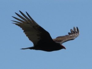 Eagle in flight along the Pacific Coast Highway