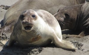 Elephant Seal Pup at Piedras Blancas
