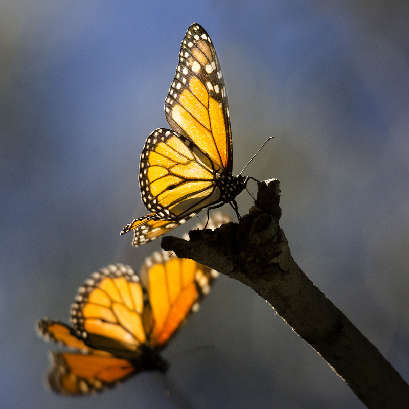 Monarch Butterflies at Pismo Beach