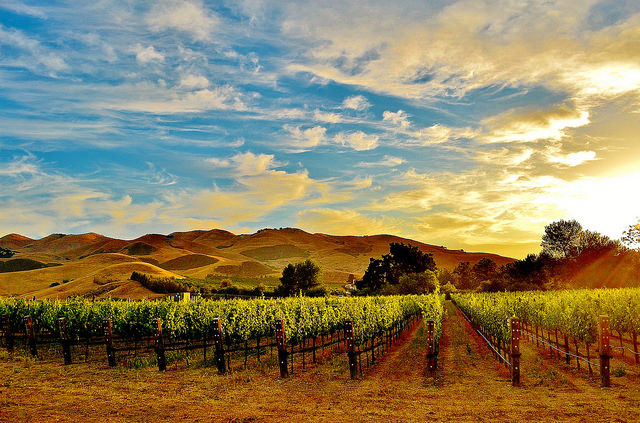 Vineyards near Pismo Beach