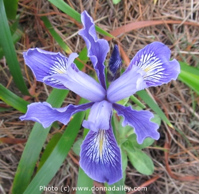 Blue Flower on the Point Lobos North Shore Trail