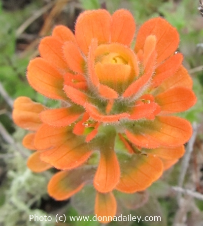 Flowers on the North Shore Trail at Point Lobos State Reserve near Carmel and Monterey