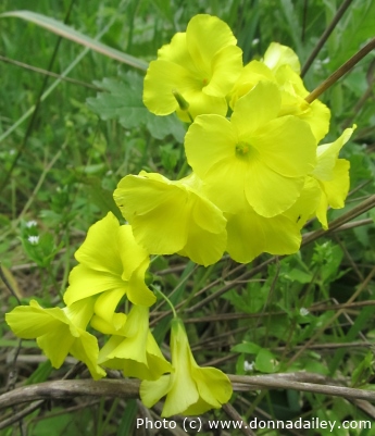 Flowers on the North Shore Trail at Point Lobos State Reserve near Carmel and Monterey