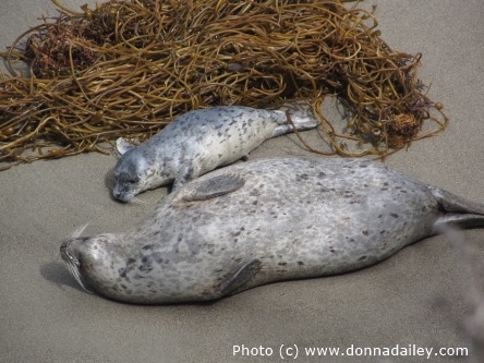 Seal and pup at Point Lobos State Reserve near Carmel and Monterey