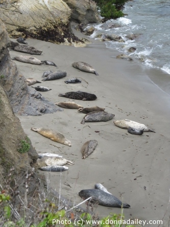 Seals at Point Lobos State Reserve near Carmel and Monterey