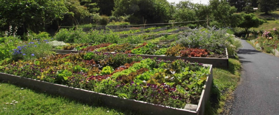 The organic gardens at The Stanford Inn by the Sea in Mendocino, California