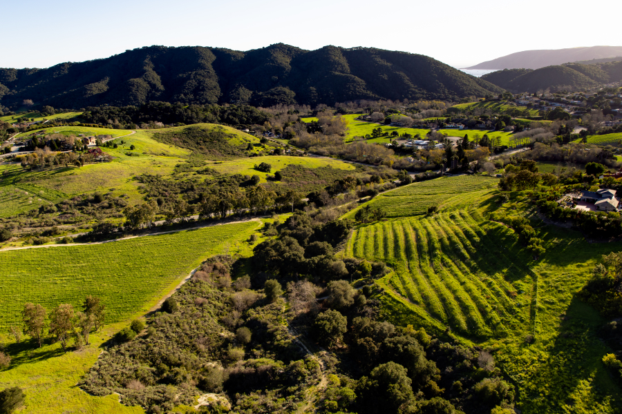 The San Luis Obispo Coast wine region is the most recent wine region in the USA to be declared an American Viticultural Area (AVA).