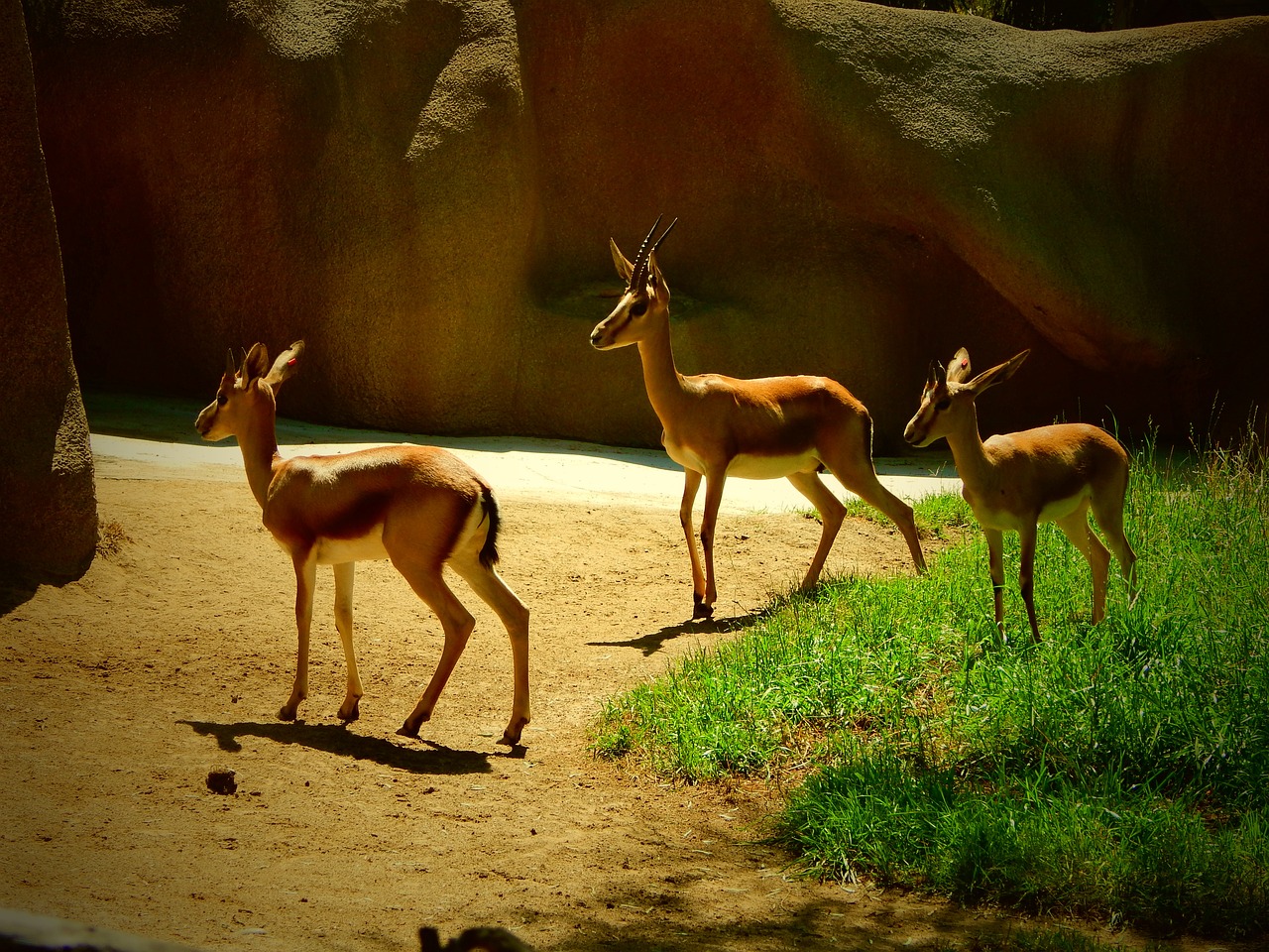 Antelope in San Diego Zoo
