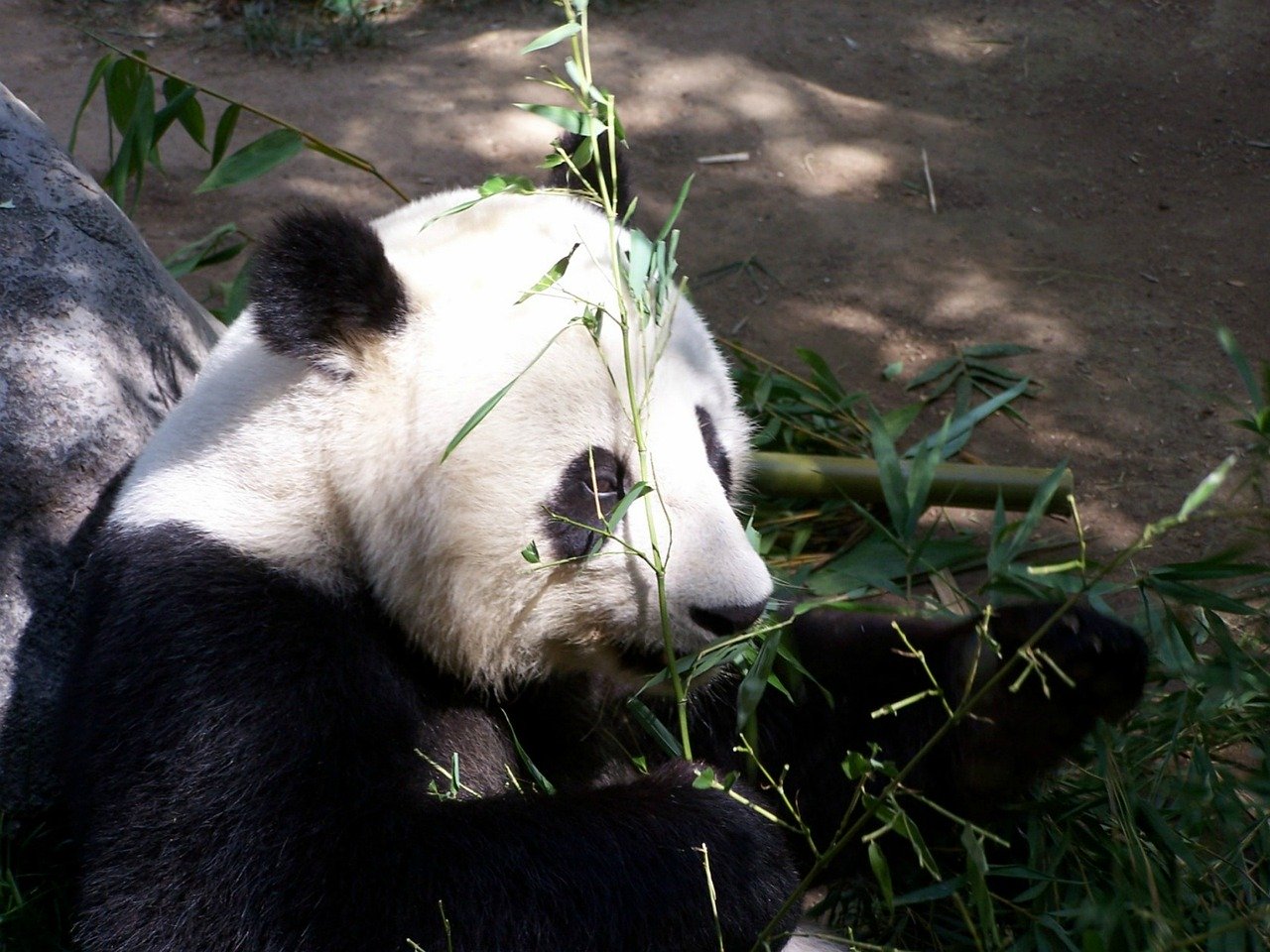 Giant Panda in San Diego Zoo