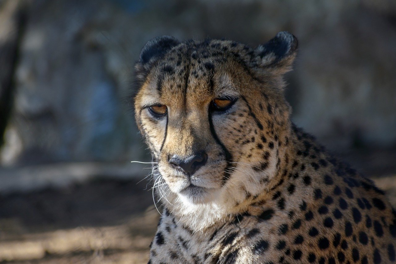 Leopard in San Diego Zoo