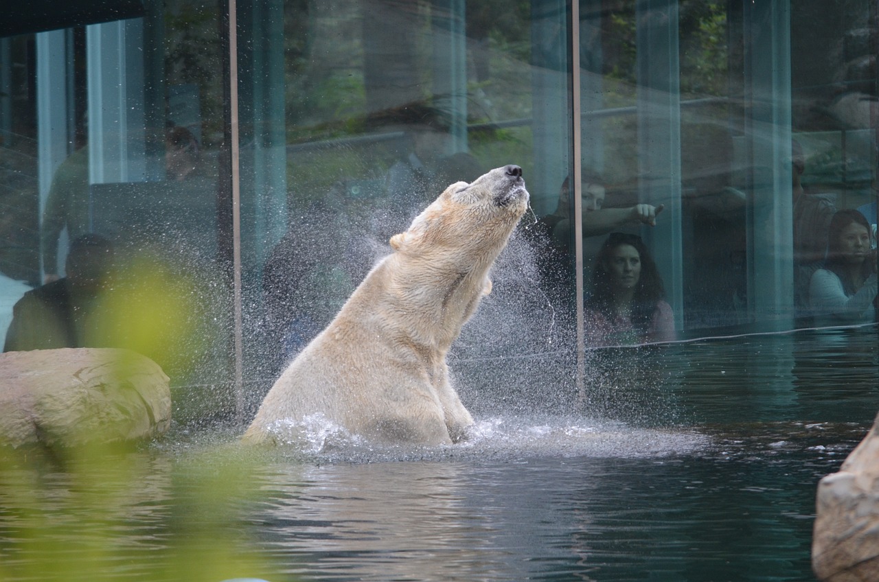 The Polar Bear Plunge at San Diego Zoo