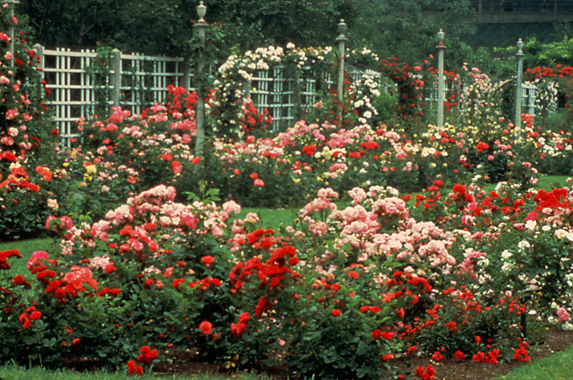 Santa Barbara Botanic Garden