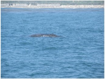 Santa Barbara Whale Watching