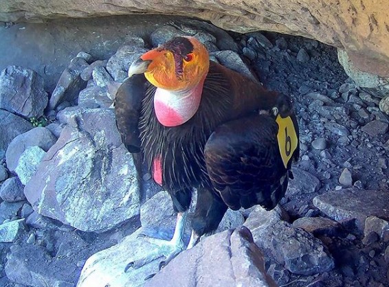 Californian condor at Santa Barbara Zoo