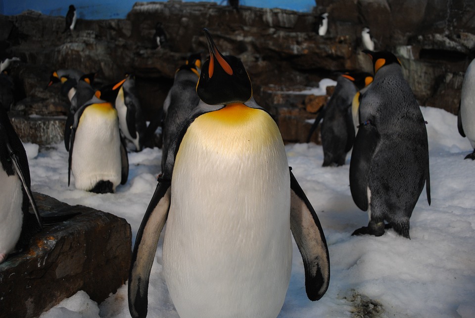 Penguins at SeaWorld San Diego