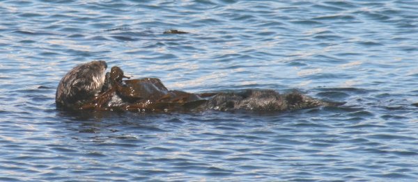 Sea Otter Feeding in Morro Bay