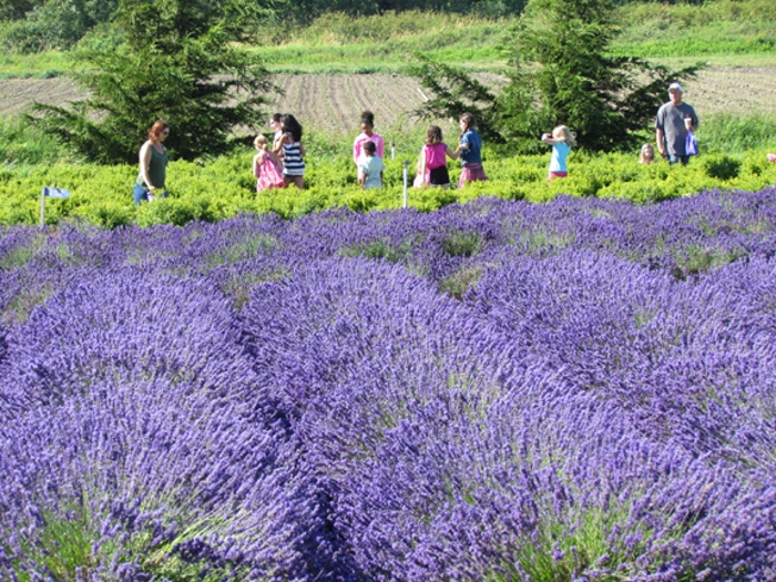 Sequim Lavender Fields