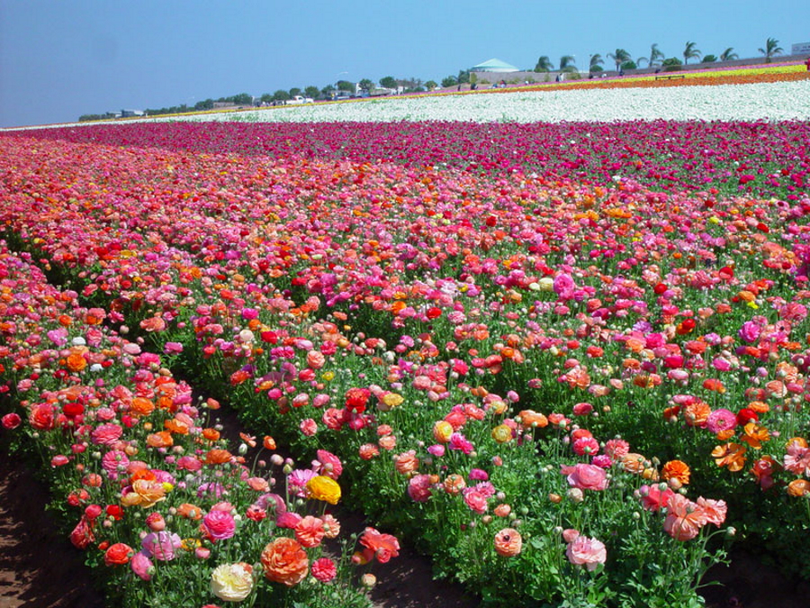 Colorful flower fields in Carlsbad, California