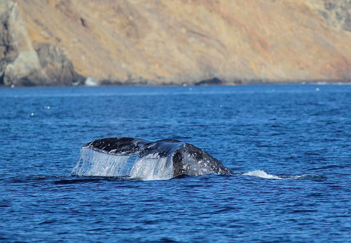 Whale Watching in the Channel Islands National Park in California