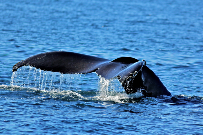 Whale Watching in the Channel Islands National Park in California