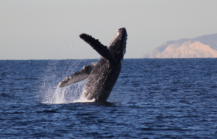 Whale Watching in the Channel Islands National Park in California