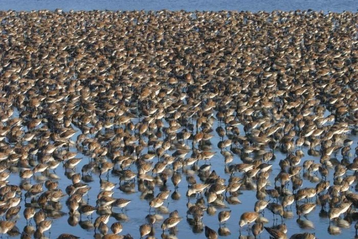 Western Sandpipers and Dunlins at the Bandon Marsh National Wildlife Refuge