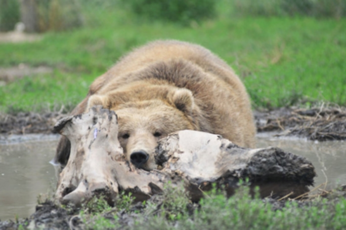 A Bear at the Olympic Game Farm in Sequim