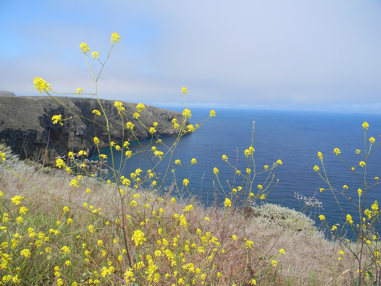 Flowers in the Channel Islands National Park