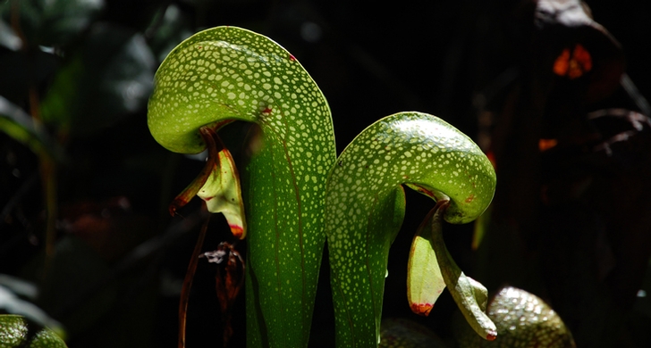 Cobra Lily Plant