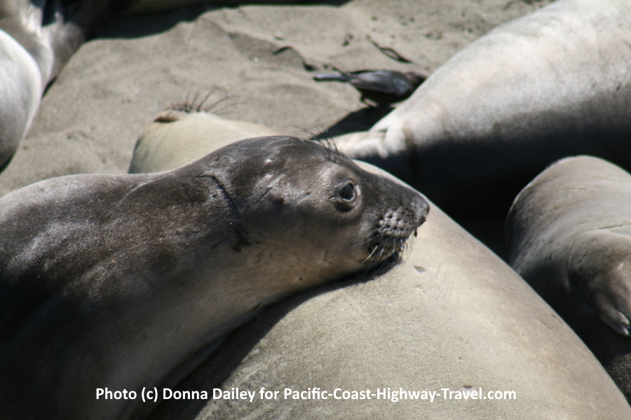 Piedras Blancas Elephant Seals Beach near San Simeon in California