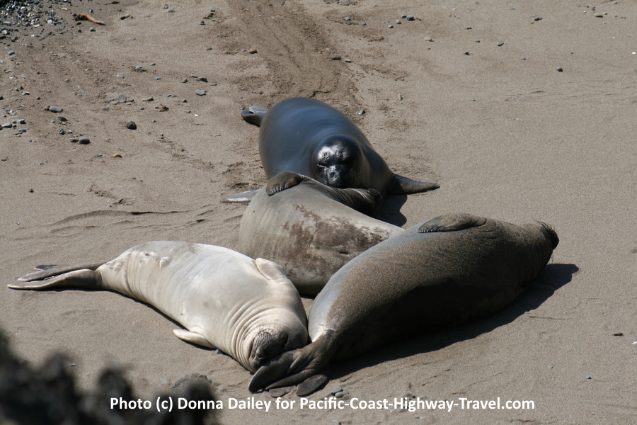 Elephant Seals Beach in California