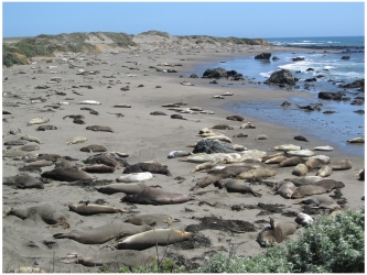Elephant Seals at Piedras Blancas Beach near Hearst Castle, California, photo (c) Donna Dailey, https://www.pacific-coast-highway-travel.com/Pacific-Coast-Highway-Wildlife.html
