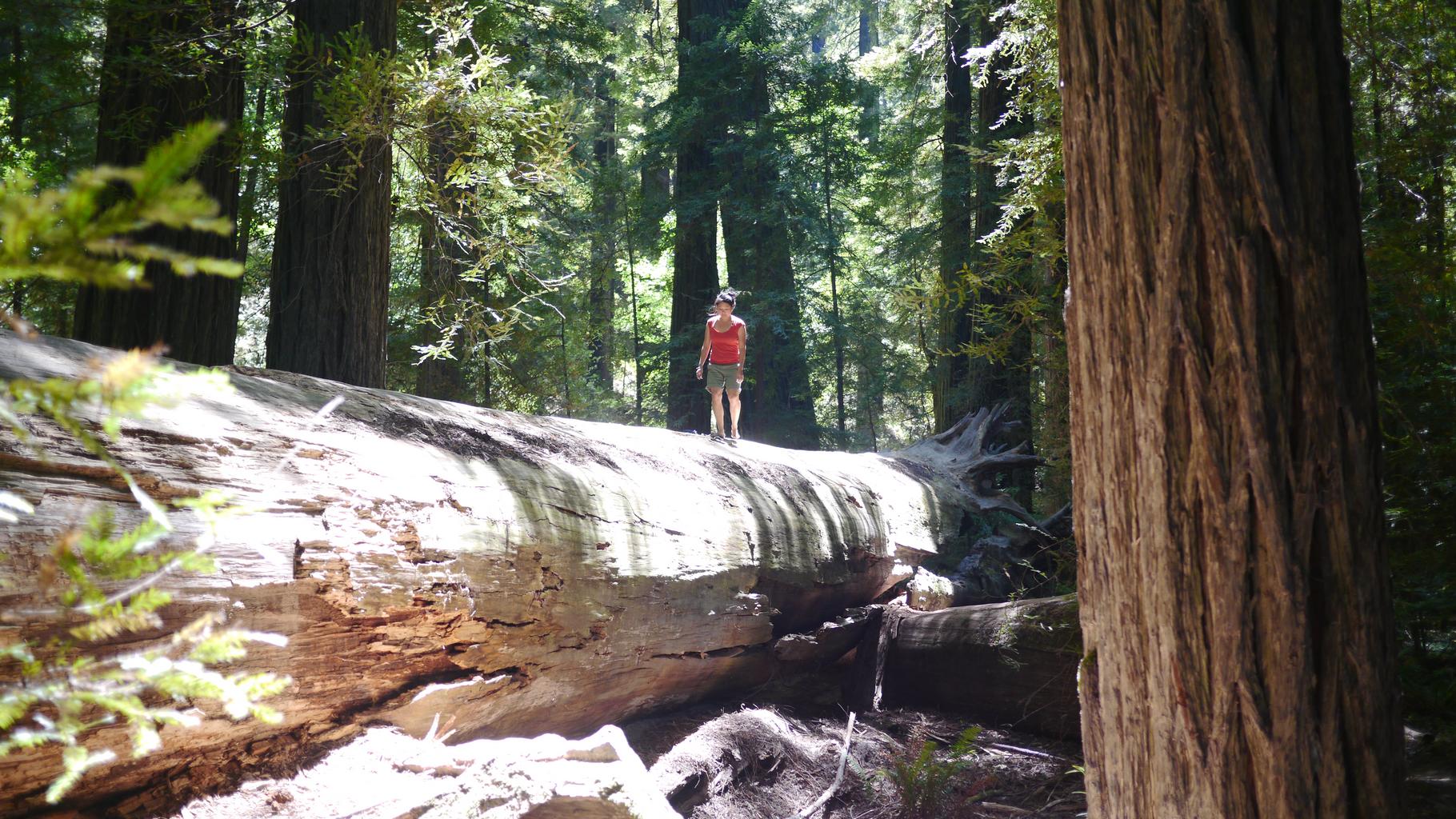 Woman Standing on a Fallen Giant Redwood